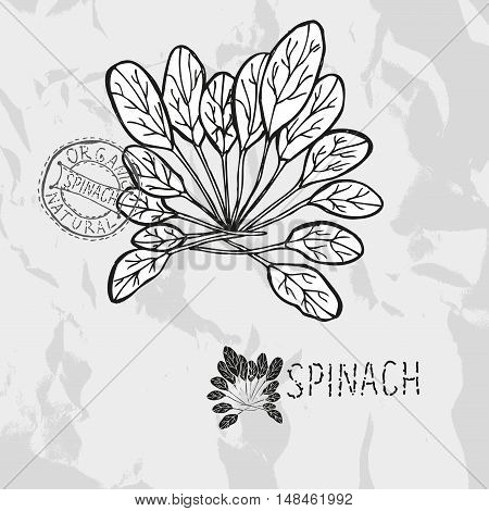 Hand Drawn Spinach