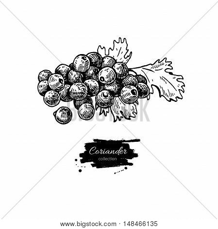 Coriander seed heap vector hand drawn illustration. Isolated spice object. Engraved style seasoning. Detailed organic product sketch. Cooking flavor ingredient. Great for label, sign, icon