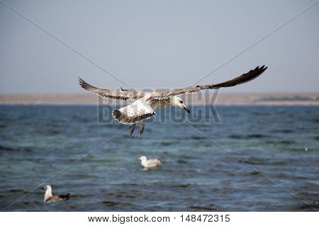 Flying over water is a big Seagull