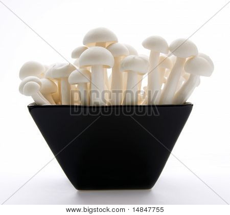 Ústřice Enoki houby