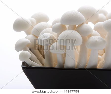 Ústřice Enoki houby