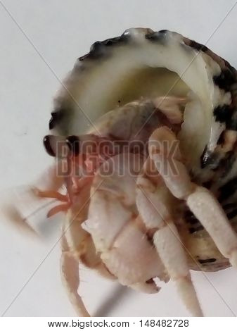 One as pets small crab from seashore