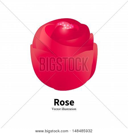 Vector illustration of a red rose bud with glowing pollen on a white background isolated. The concept of flower gardening. Logo Rose.