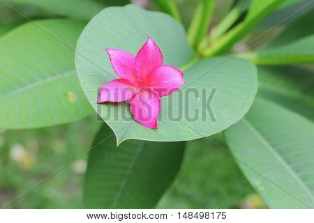 plumeria flower pink or desert rose beautiful on the tree ( Common name Apocynaceae Frangipani Pagoda Temple ) front selective focus
