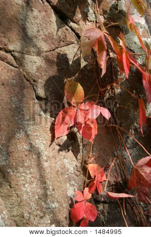 Rouge feuilles Vine3