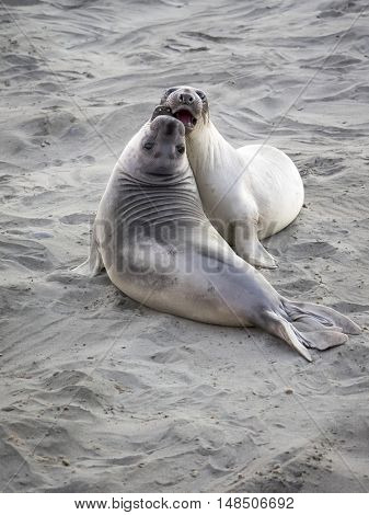 fighting sparring juvenile male elephant seals, big sur, california, united states. pinniped semi aquatic marine mammal