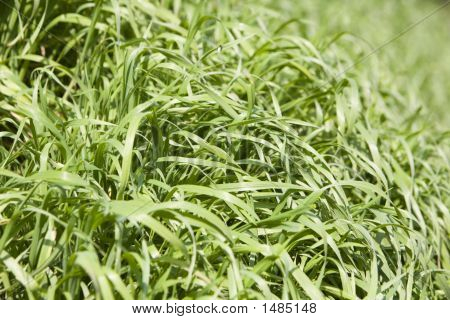 Erba