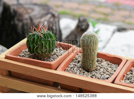 Cactus in pot natural beautiful slelect focus with shallow depth and with copy space