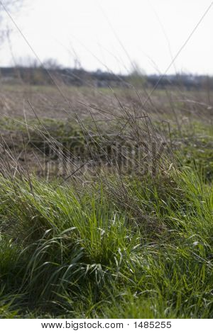 Erba