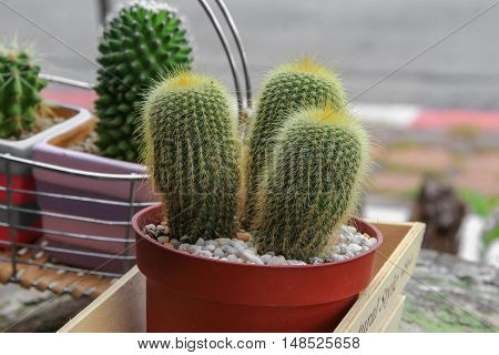 Cactus in pot natural beautiful slelect focus with shallow depth and copy space