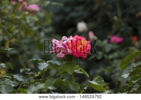 Red rose with green leaves in the garden