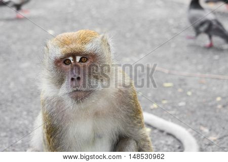 monkey nature beautiful in garden Thailand . Closeup
