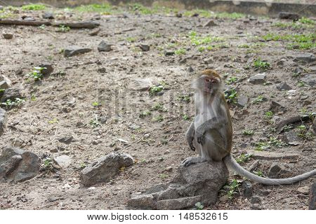 monkey nature beautiful in garden Thailand .