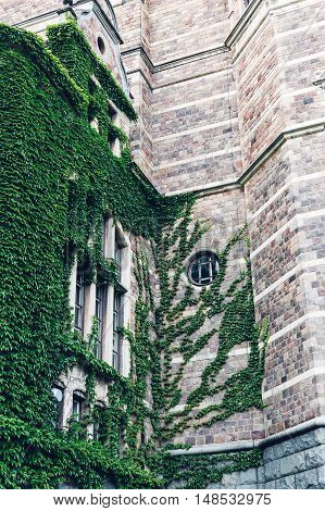 Home facade covered in green ivy. The building is completely wrapped up in ivy