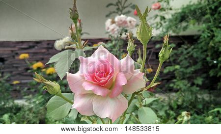The rosary with the pink rose in the foreground