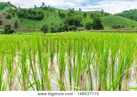 Rice seedlings were grown in the farmland