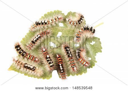 Caterpillar illustration. Closeup a lot of caterpillars (orgia dubia) chews the leaf of the plant. Isolated on white