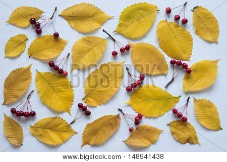 Yellow leaves and small apples rennet on white board. Shot from above. Can be used as a background.