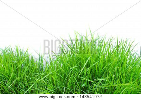 Green grass on white background / grass isolated