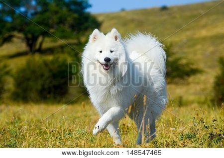 siberian samoyed in forest. white husky dog