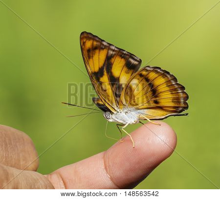 Colour segeant butterfly ( Athyma nefte ) sucking fod from human finger