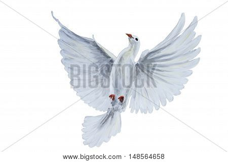 A free flying white dove on white bascground
