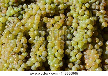 fresh green grapes for sale in market. texture