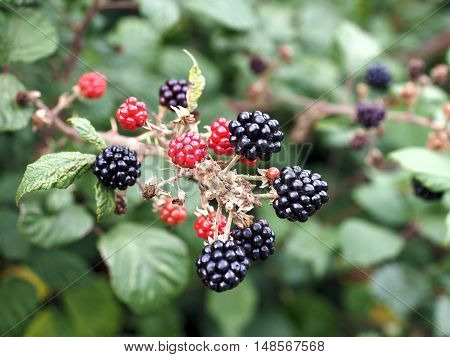 Blackberry Fruits Detail