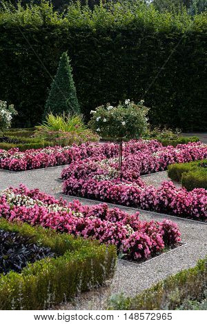 field of blossoming purple flowes in public park