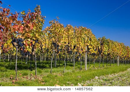 Weingut Sonberk, Weingut von Stanislav Malek, Tschechien