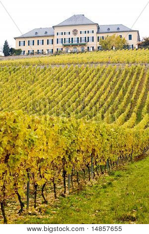 Pěší hrad s vinicí, Hesensko, Německo