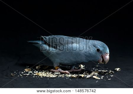Forpus Bird Eating Sunflower Seed