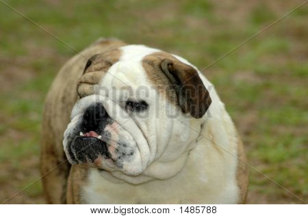 Angol Bulldog kutya fej portré