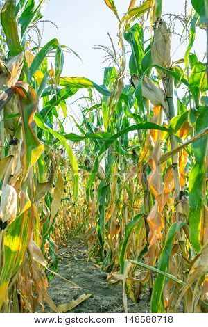 Corn plants on farm field in village