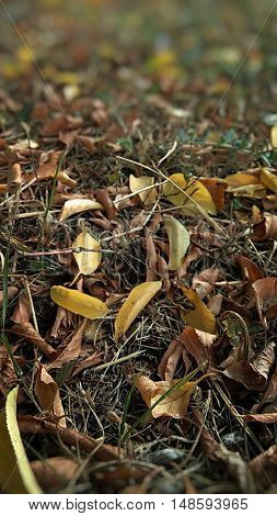 fallen leaves on the ground,  yellow leaves,  autumn nature