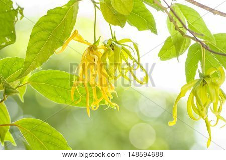 Ylang-Ylang flower on tree for the manufacture of essential oil