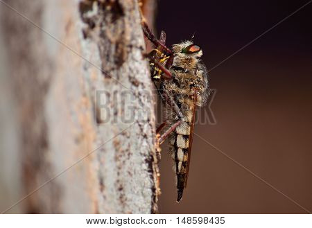 Robber fly with wasp under the claws