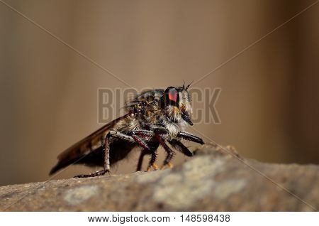 Great  Robber fly in foreground  watching intently