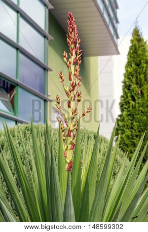 Tropical plant yucca in urban parks and gardens