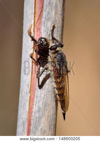 Robber fly on cane stalk with bee under its claws