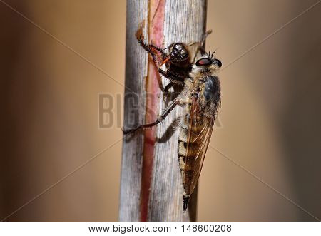 Robber fly on cane stalk with bee under its claws
