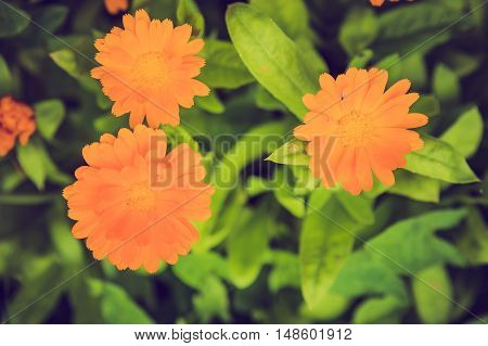 Vintage Photo Of Beautiful Calendula Flower
