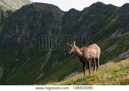 Mountain Chamois (Rupicapra Carpatica) herding in the Western Tatras