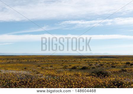 Huge Open Empty Flat Green Landscape In Tankwa Karoo