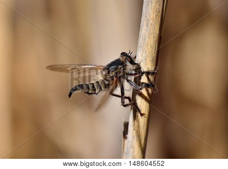 Great Robber fly perched on cane stalk