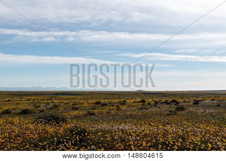 Perfectly Flat Huge Open Empty Green Landscape In Tankwa Karoo