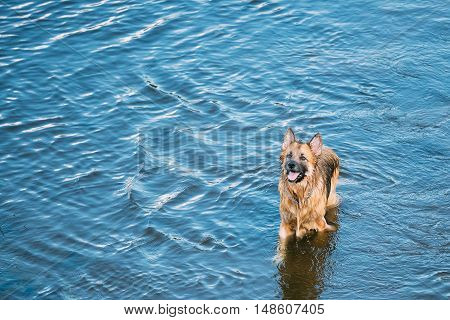The Bathing Wallowing In Blue Water Of River Lake Alsatian Wolf Dog Long-Haired Wet Black And Red And Tongue. Deutscher, German Shepherd Dog. Copy Space