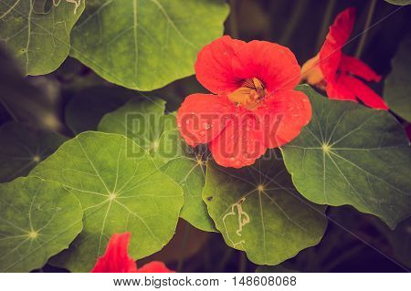 Vintage Photo Of Beautiful Nasturtium Flowers