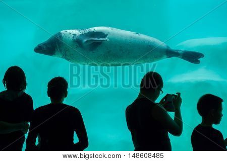 BIARRITZ, FRANCE - JUNE 27, 2016: Visitors observing as the grey seal (Halichoerus grypus), also known as the Atlantic seal swims in the Biarritz Aquarium in Biarritz, France. 