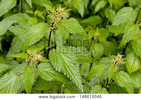 Fresh green nettle grows in the wild